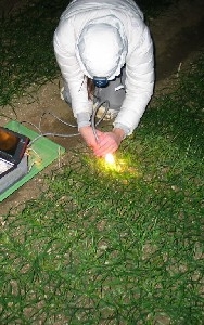 Screening wheat seedlings for frost tolerance under field conditions